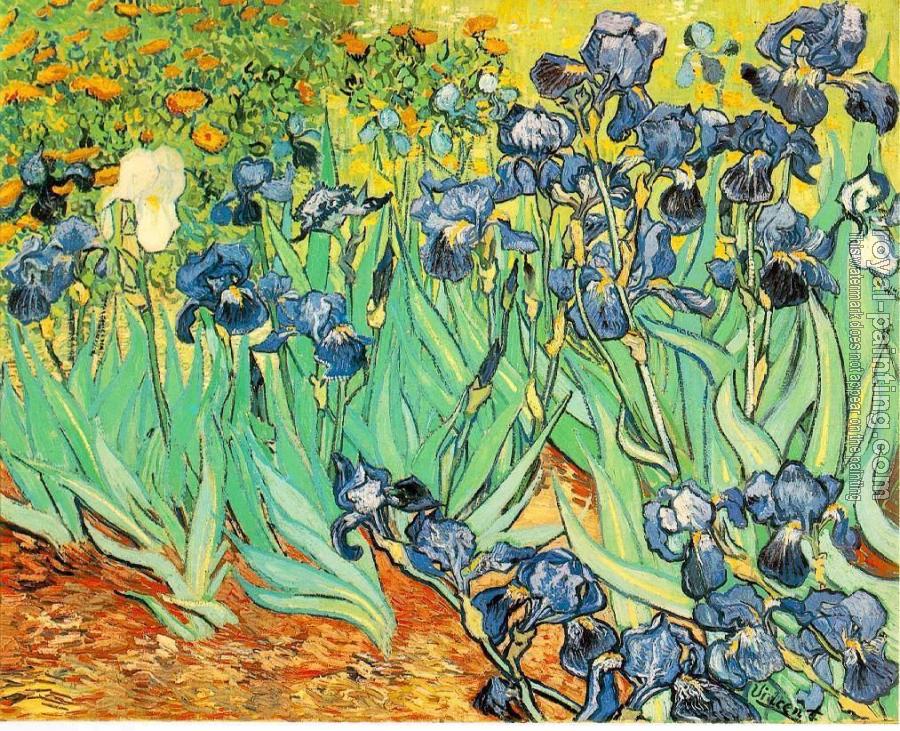 Vincent Van Gogh : Irises II